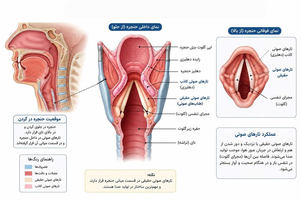 ساختمان حنجره و محل قرارگیری تارهای صوتی